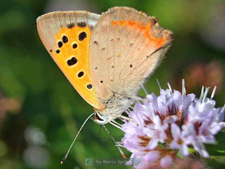 Lycaena phlaeas